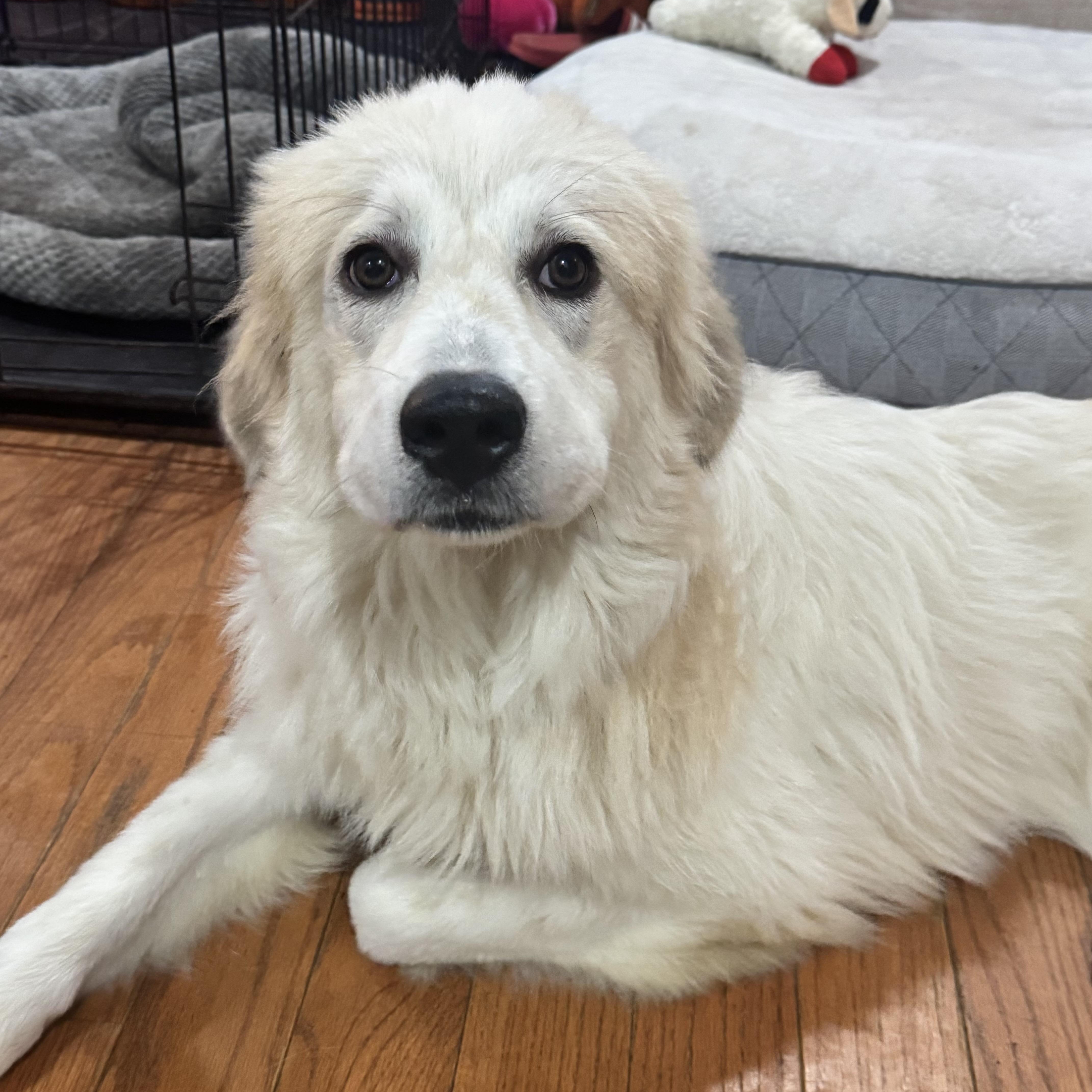 Izzy, a Adoptable Great Pyrenees in Johnston, RI image 3/4
