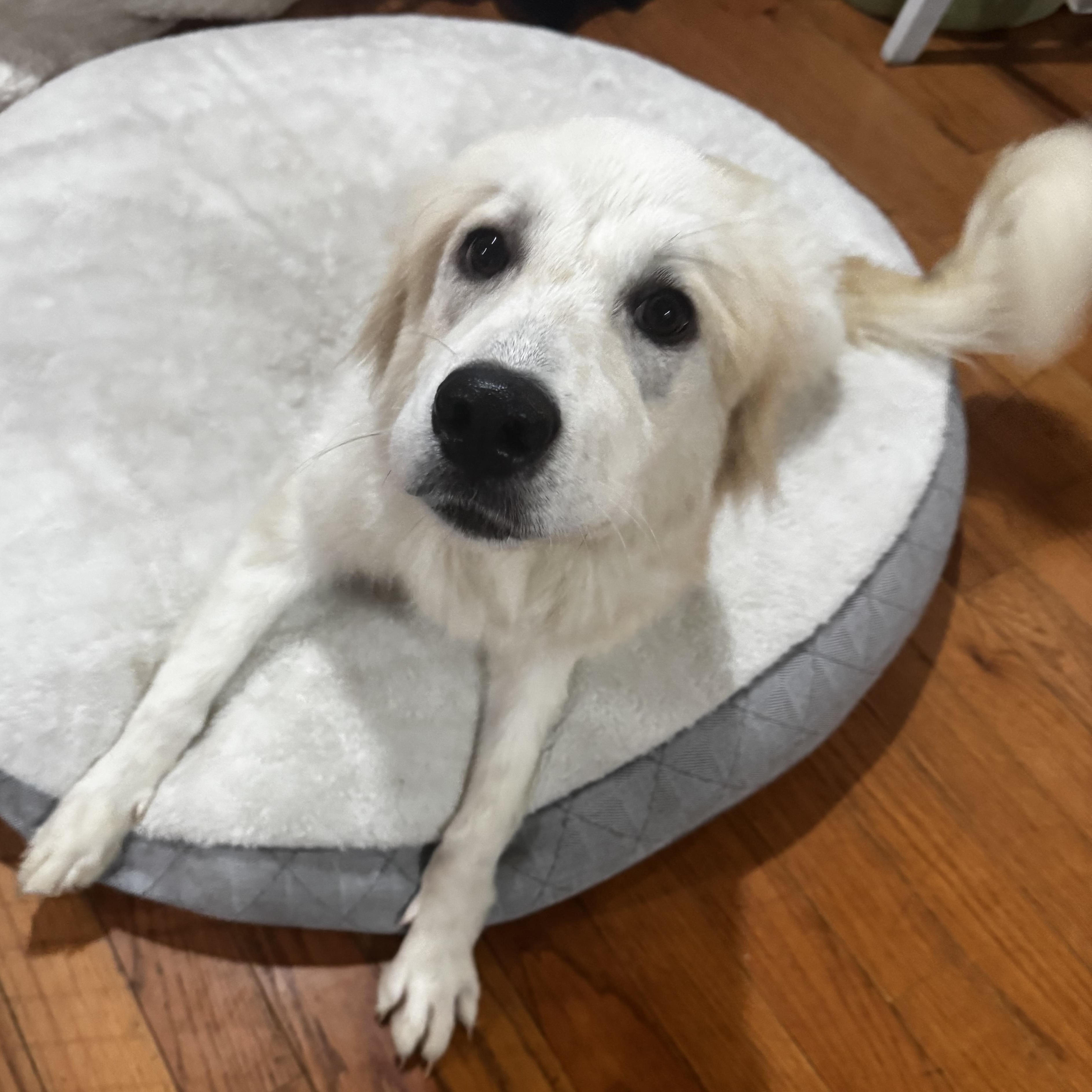 Izzy, a Adoptable Great Pyrenees in Johnston, RI image 4/4