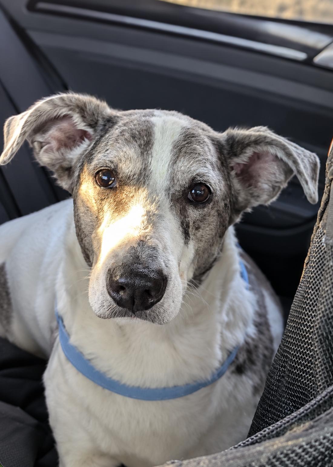 Enlarge Bobo, a Adoptable mixed breed in TULSA, OK image 1/6