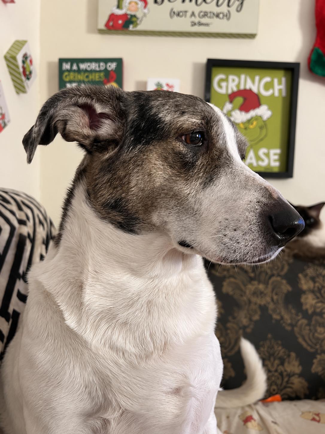 Enlarge Bobo, a Adoptable mixed breed in TULSA, OK image 2/6