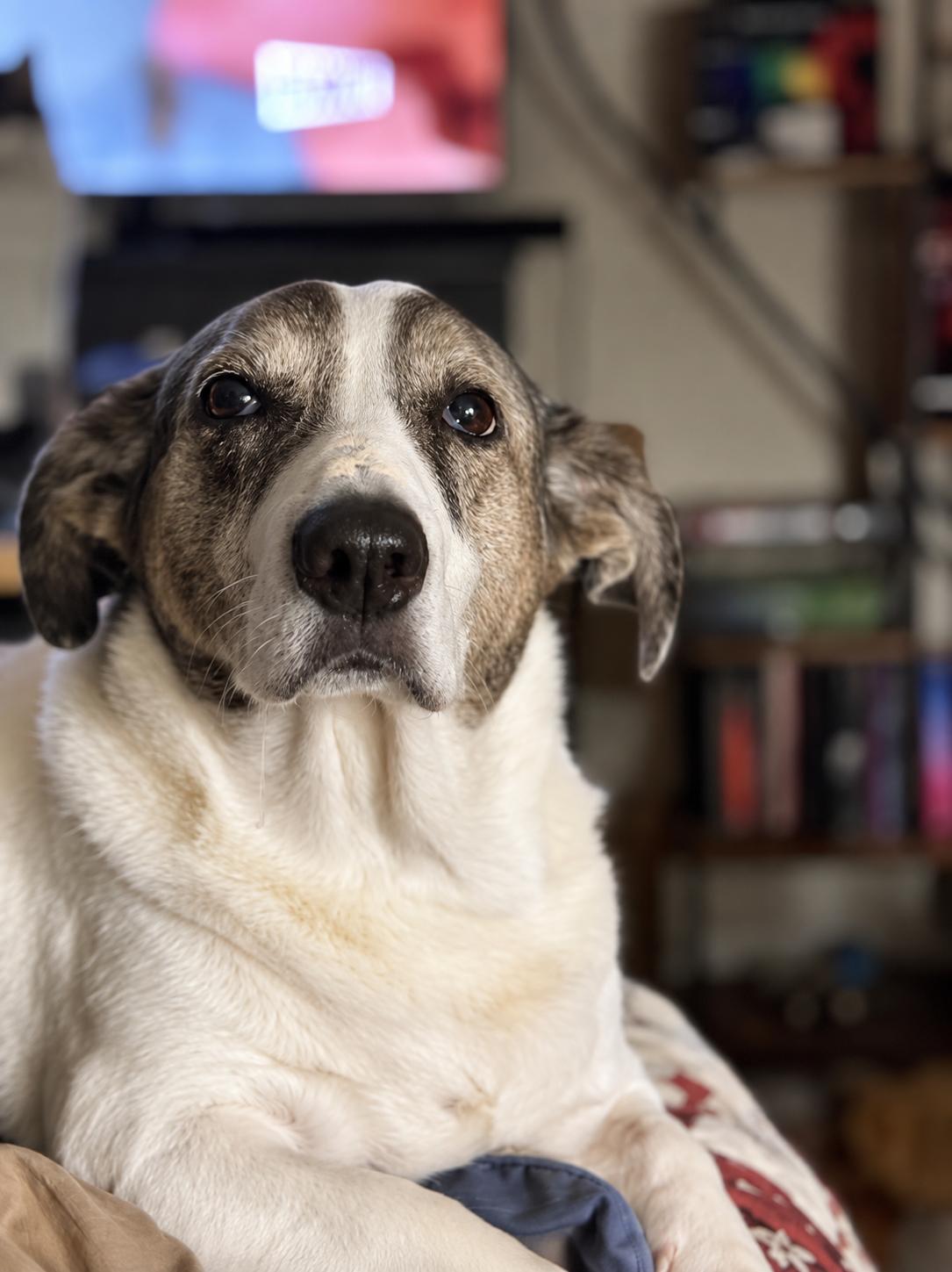 Enlarge Bobo, a Adoptable mixed breed in TULSA, OK image 3/6