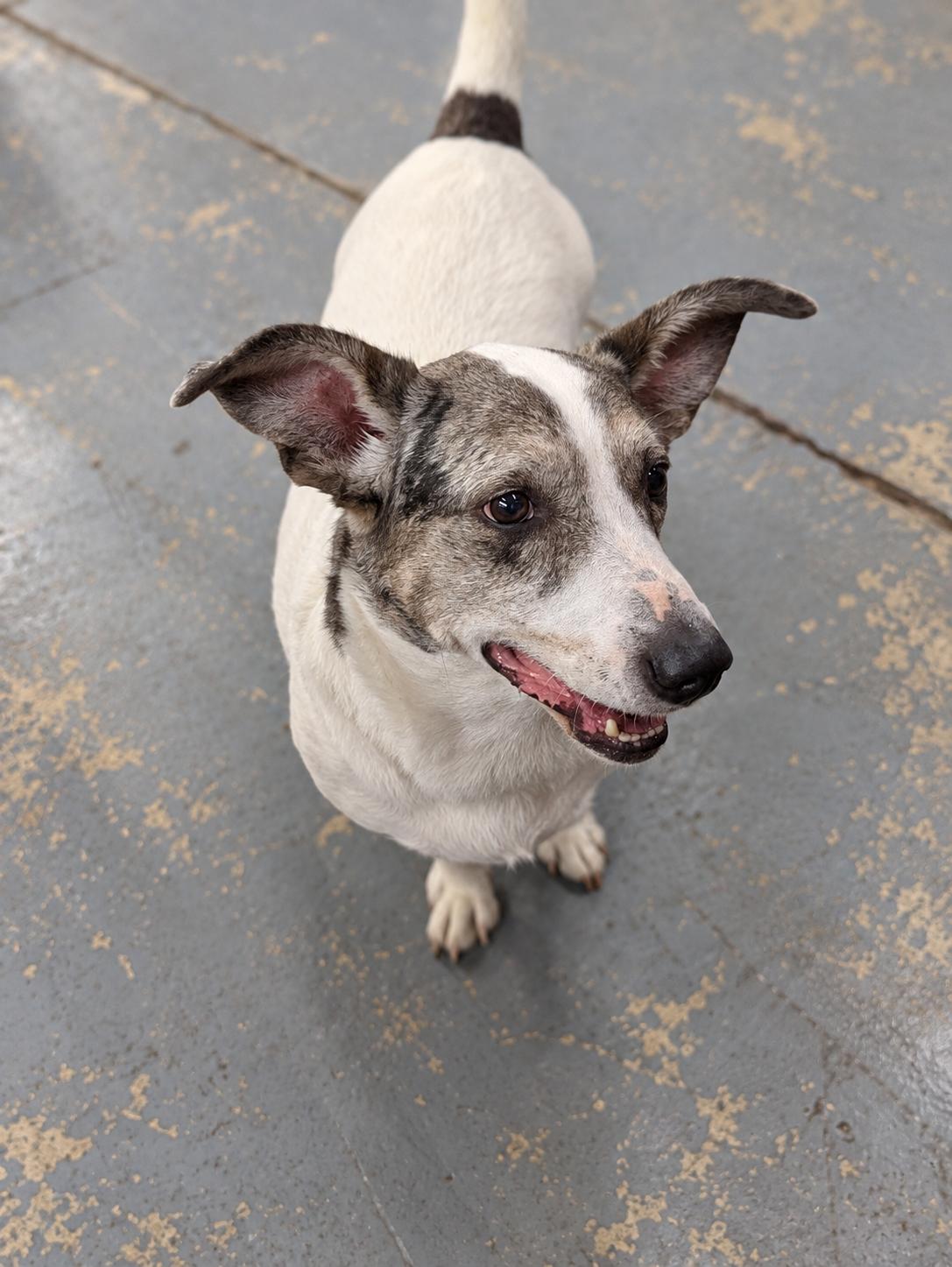 Enlarge Bobo, a Adoptable mixed breed in TULSA, OK image 4/6
