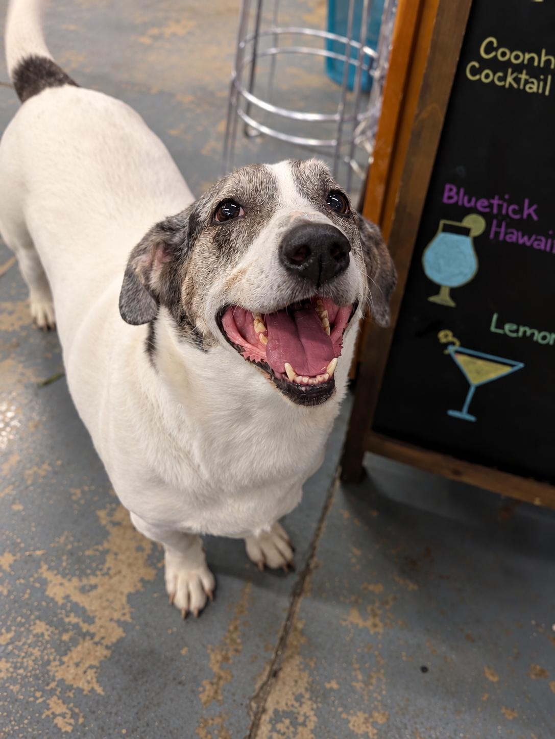 Enlarge Bobo, a Adoptable mixed breed in TULSA, OK image 5/6