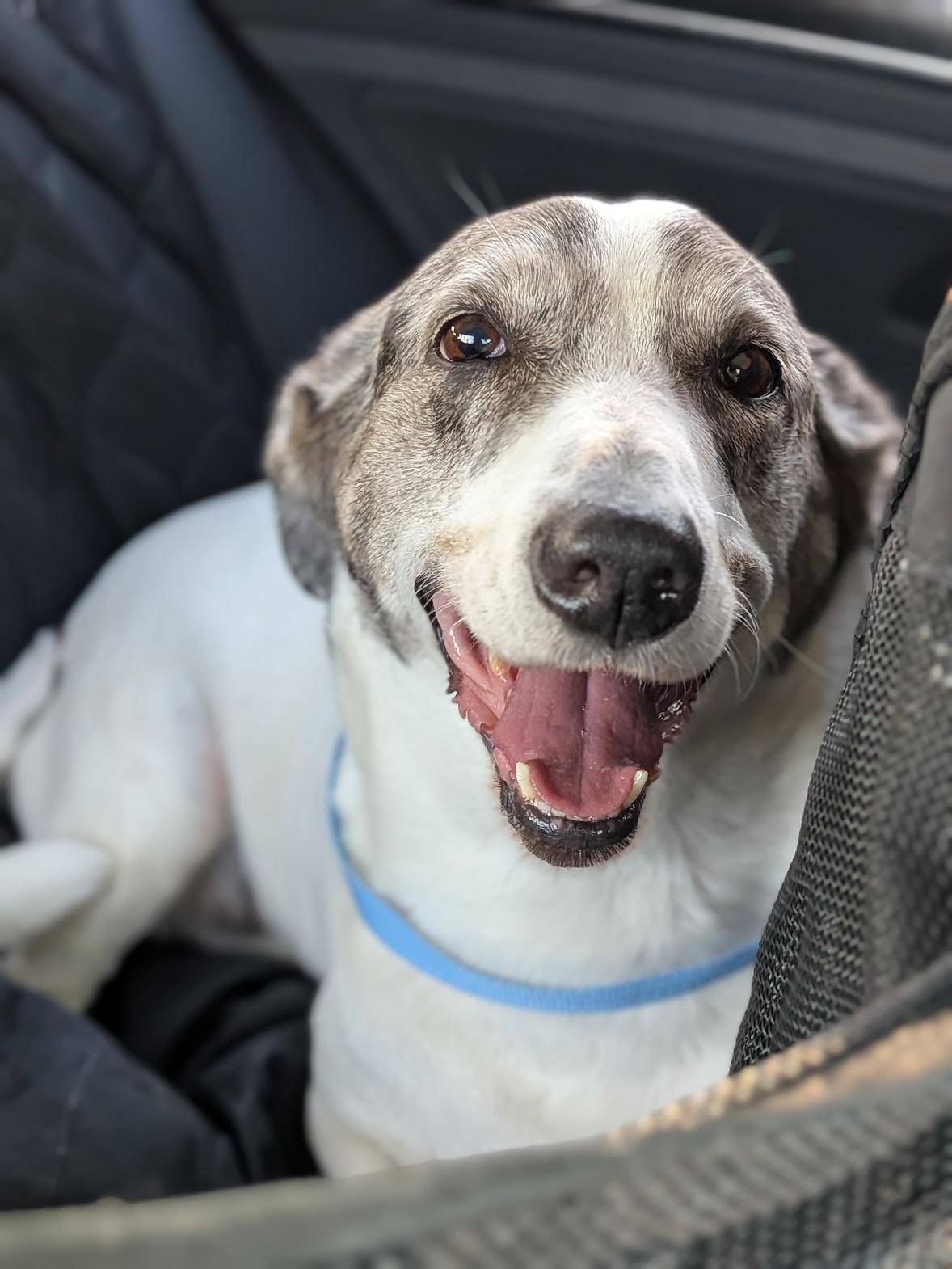 Enlarge Bobo, a Adoptable mixed breed in TULSA, OK image 6/6