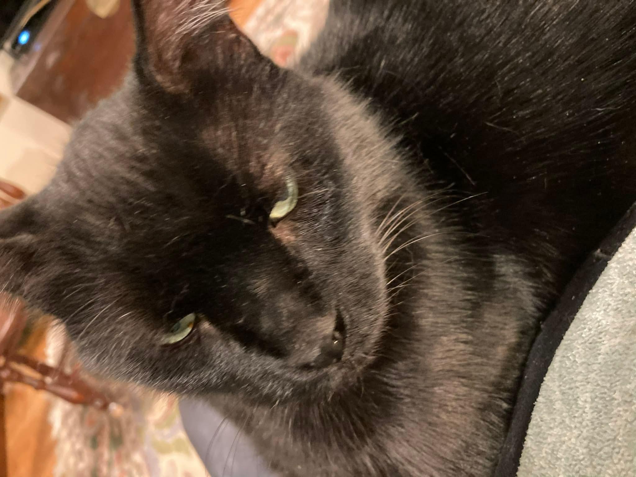 Enlarge Smudge, a ADOPTABLE Domestic Short Hair in Gladstone, OR image 5/5