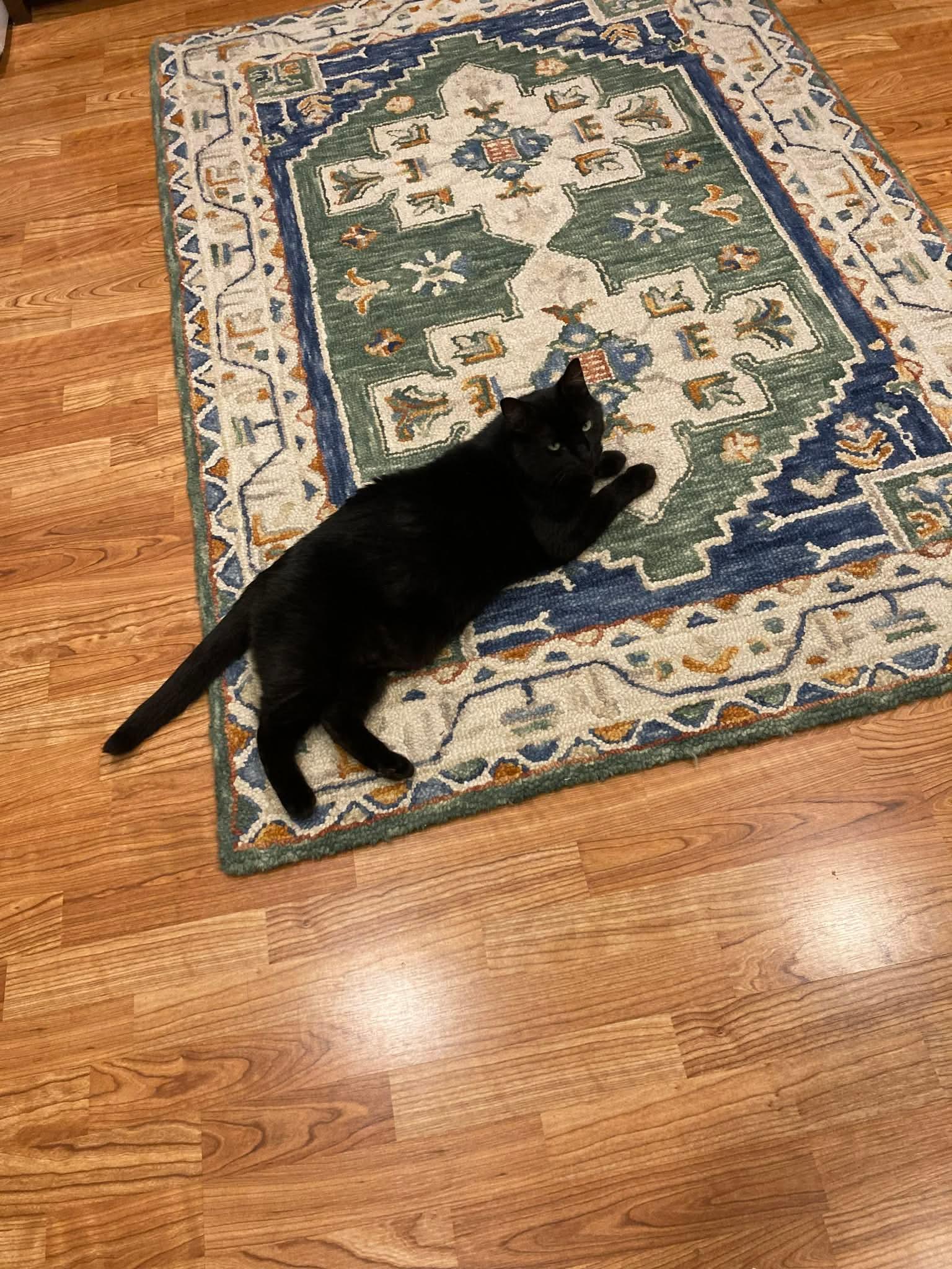 Enlarge Smudge, a ADOPTABLE Domestic Short Hair in Gladstone, OR image 3/5