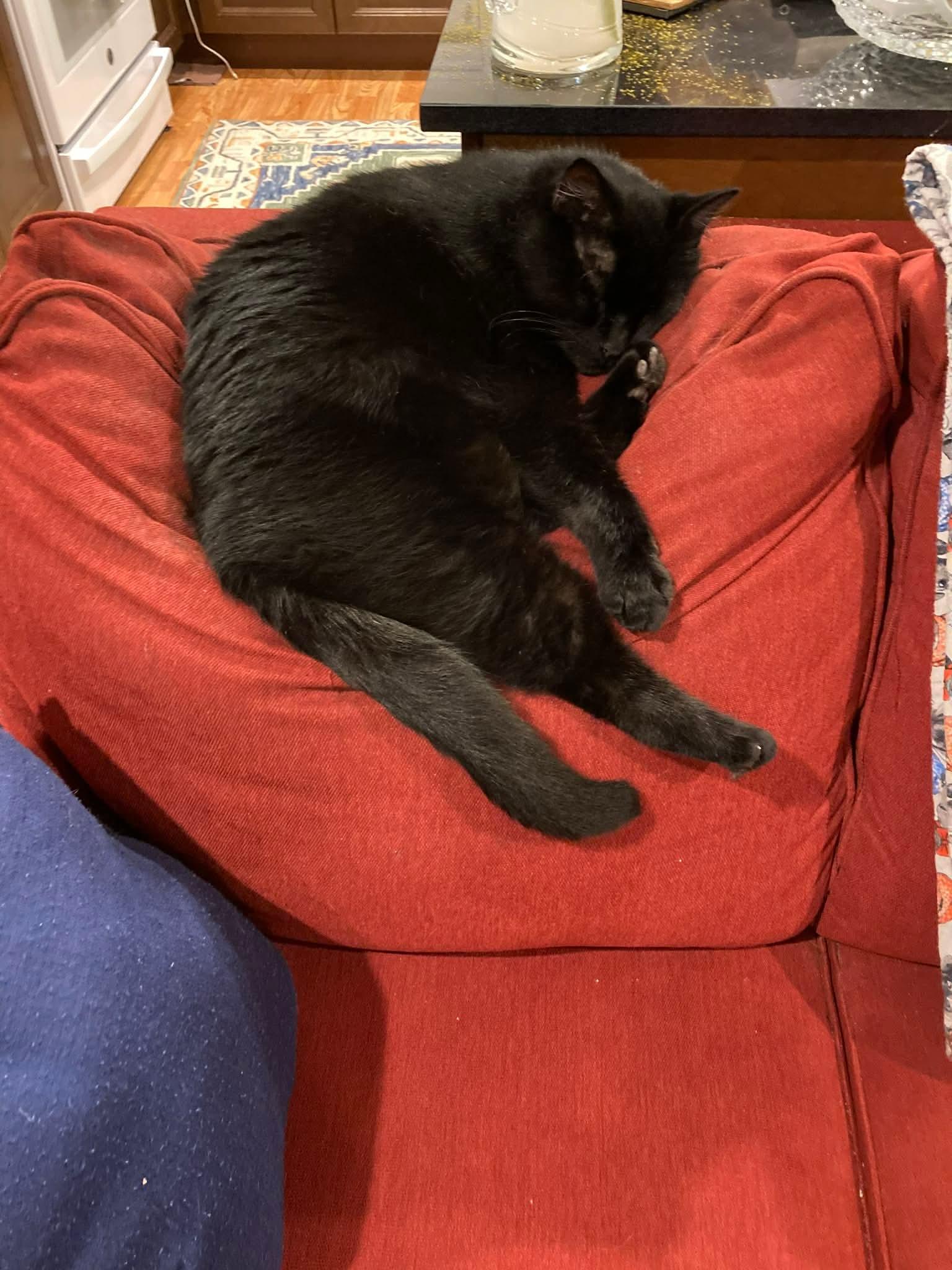 Enlarge Smudge, a ADOPTABLE Domestic Short Hair in Gladstone, OR image 4/5