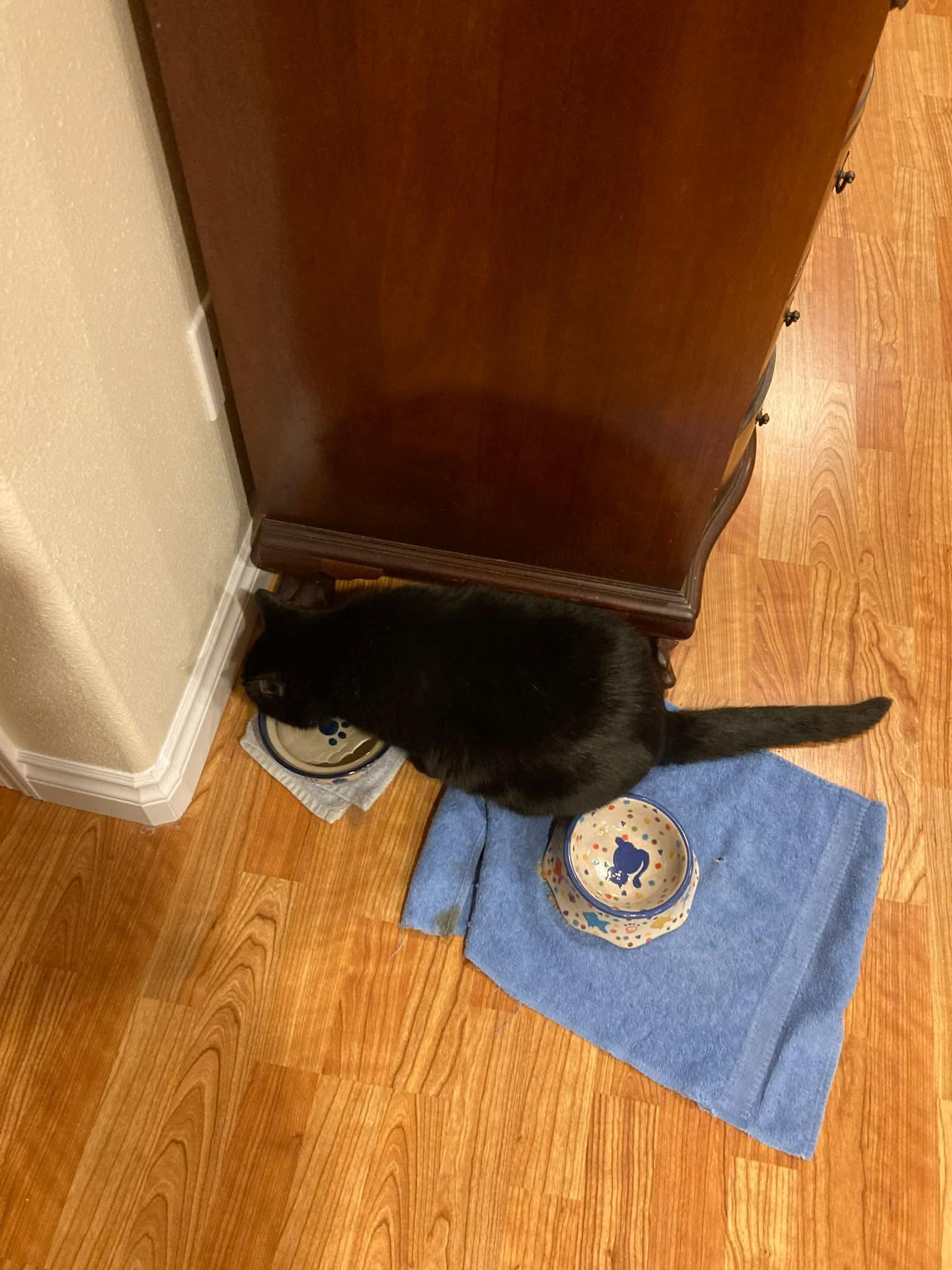 Enlarge Smudge, a ADOPTABLE Domestic Short Hair in Gladstone, OR image 2/5