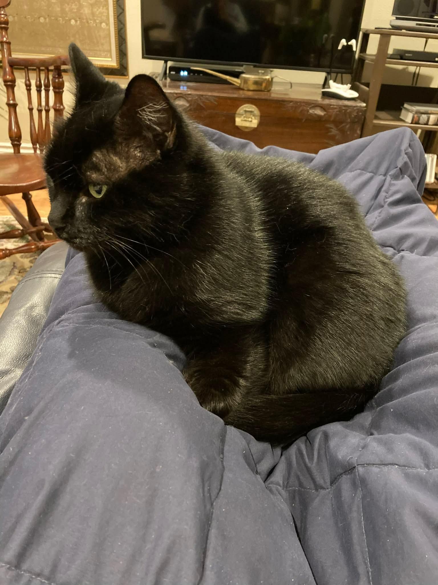 Smudge, ADOPTABLE, Adult Male Domestic Short Hair.