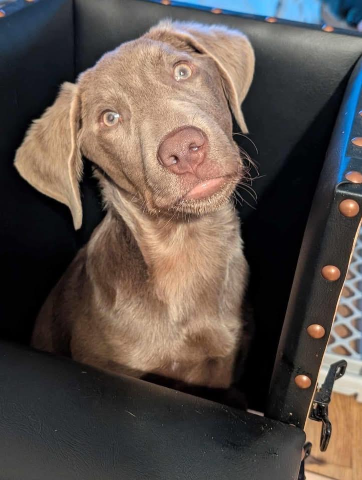 Little Drummer Boy, Young Male Labrador Retriever