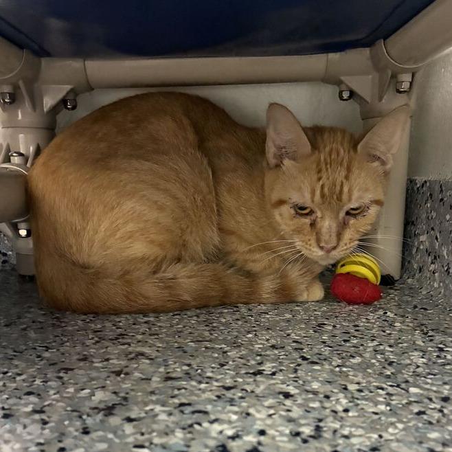 Cantaloupe, Adoptable, Senior Female Domestic Short Hair.