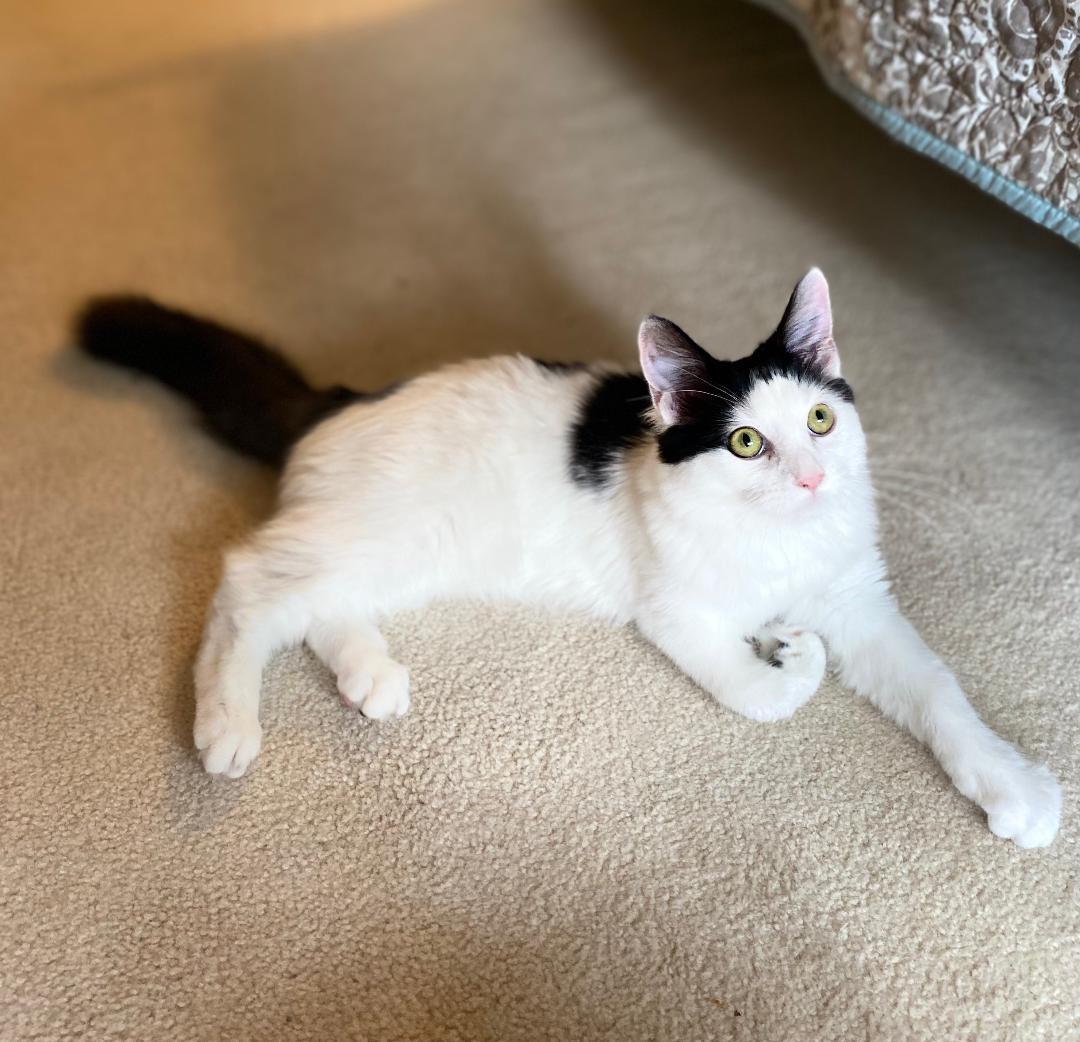 Enlarge Destin, a Adoptable mixed breed in Reston, VA image 3/6