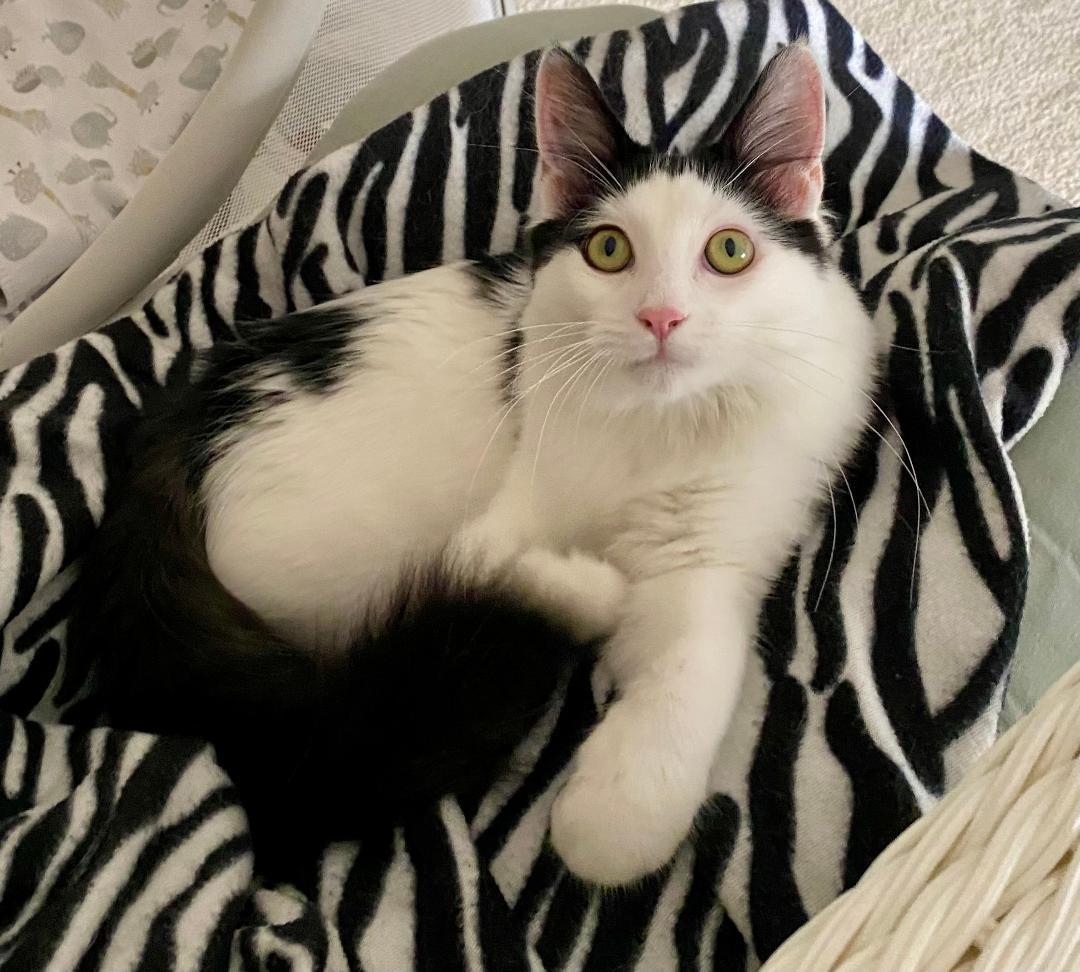 Enlarge Destin, a Adoptable mixed breed in Reston, VA image 2/6