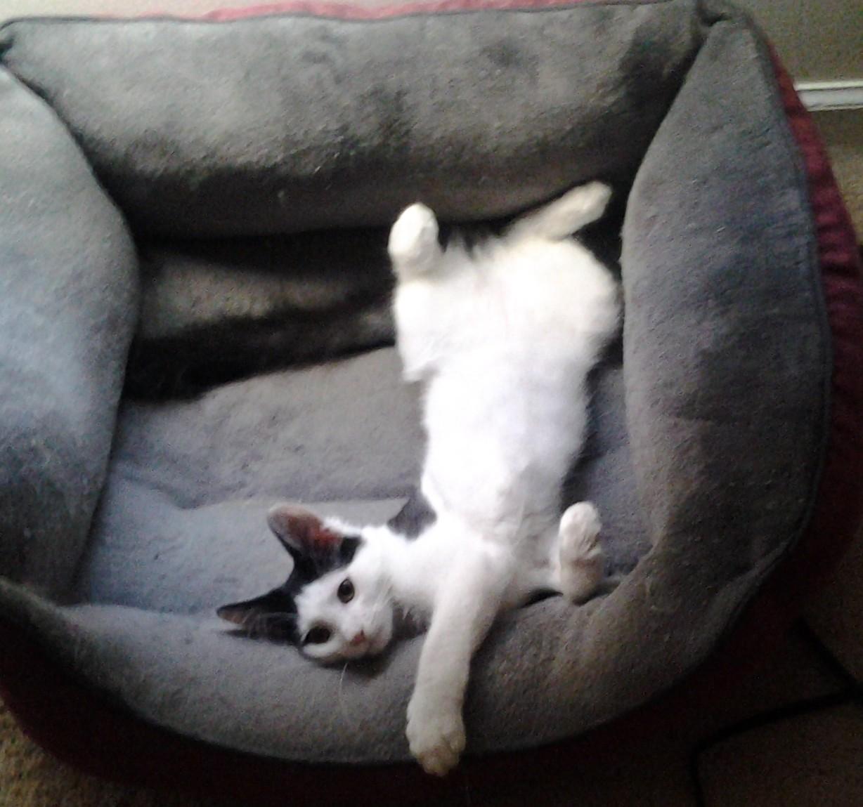 Enlarge Destin, a Adoptable mixed breed in Reston, VA image 5/6