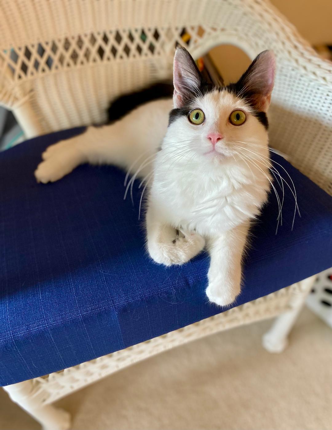 Destin, Adoptable, Young Male Domestic Medium Hair.