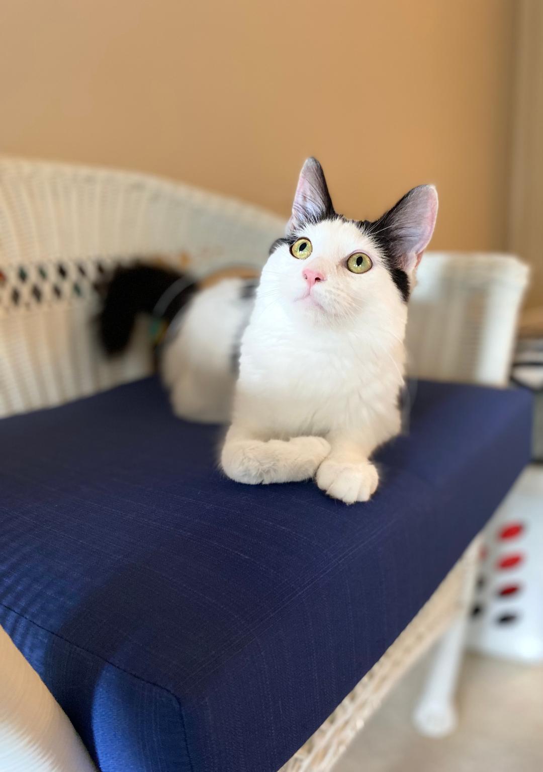 Enlarge Destin, a Adoptable mixed breed in Reston, VA image 4/6