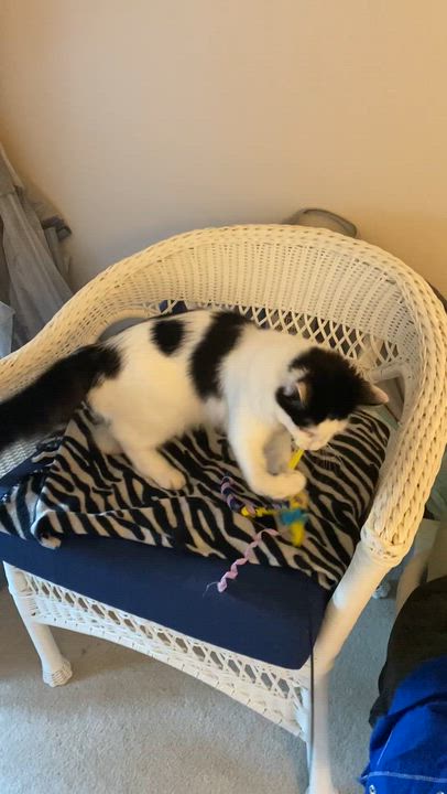 Enlarge Destin, a Adoptable mixed breed in Reston, VA video 6/6