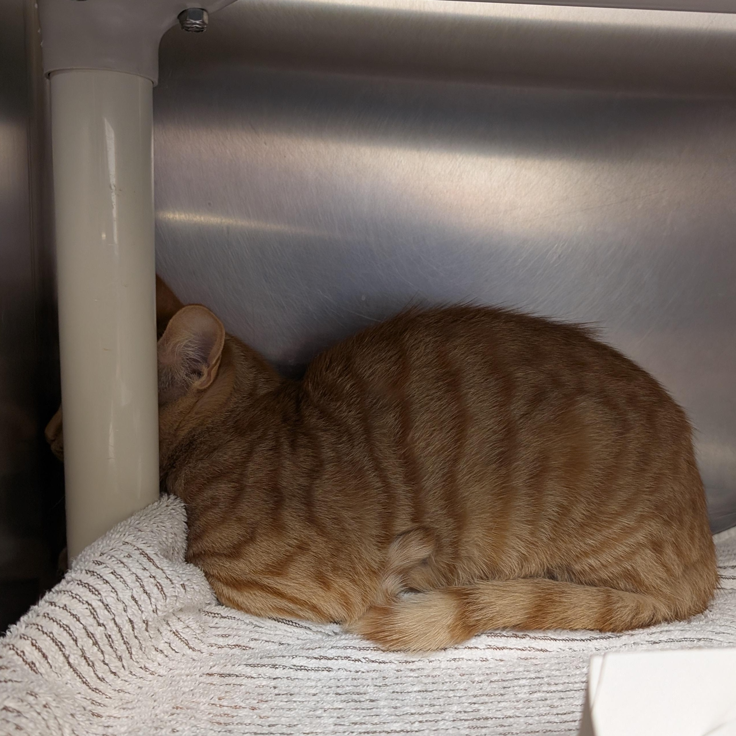 Enlarge Cheeto -at PetSmart, a Adoptable Domestic Short Hair in St. Augustine, FL image 2/2
