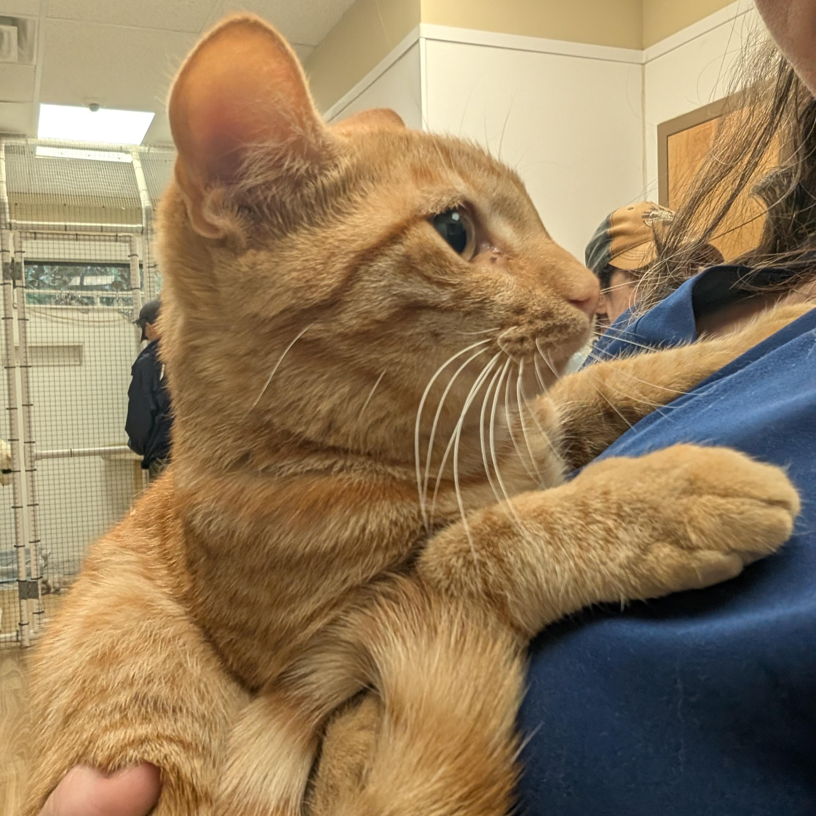 Enlarge Cheeto -at PetSmart, a Adoptable Domestic Short Hair in St. Augustine, FL image 1/2