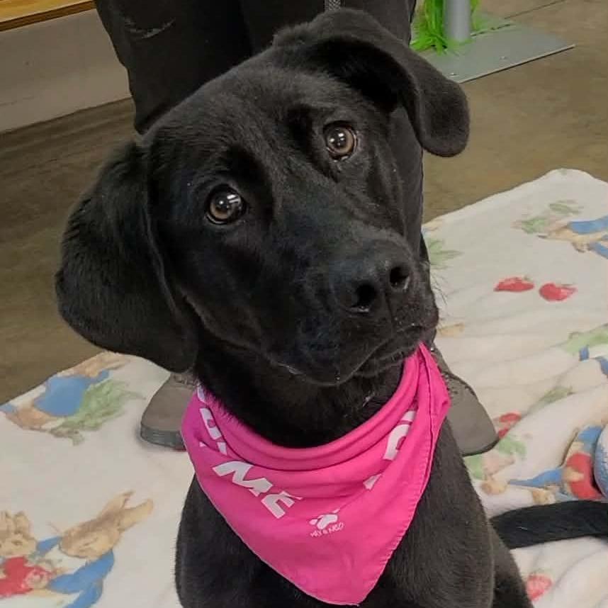 Roxy, Adoptable, Young Female Pointer & Retriever.