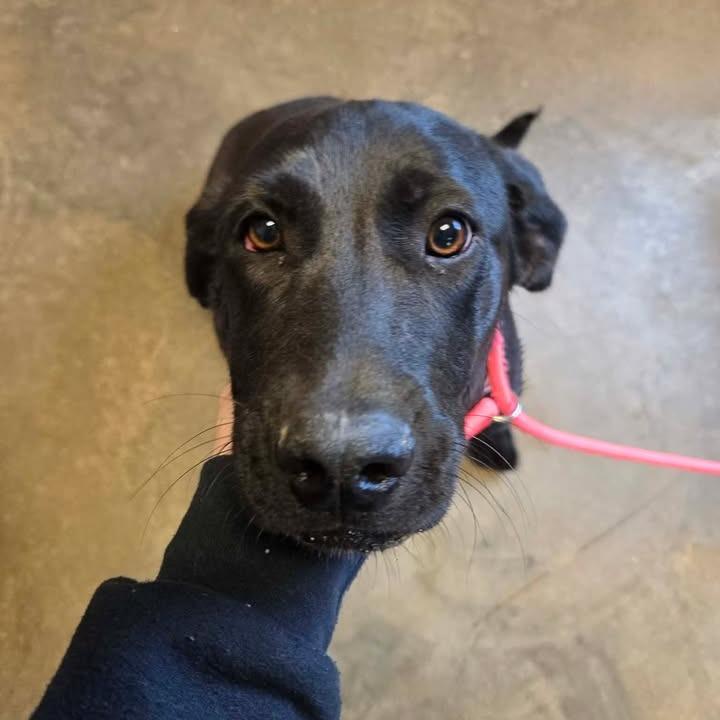 Enlarge Roxy, a Adoptable mixed breed in Enterprise, AL image 2/2