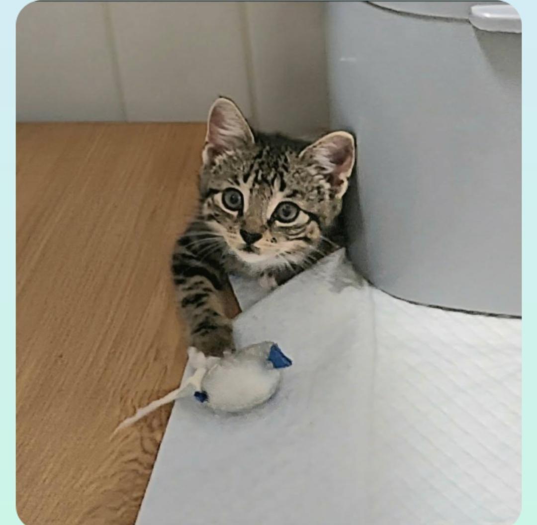 Spring (Orlando Fl), a ADOPTABLE Tabby in Orlando, FL image 3/3