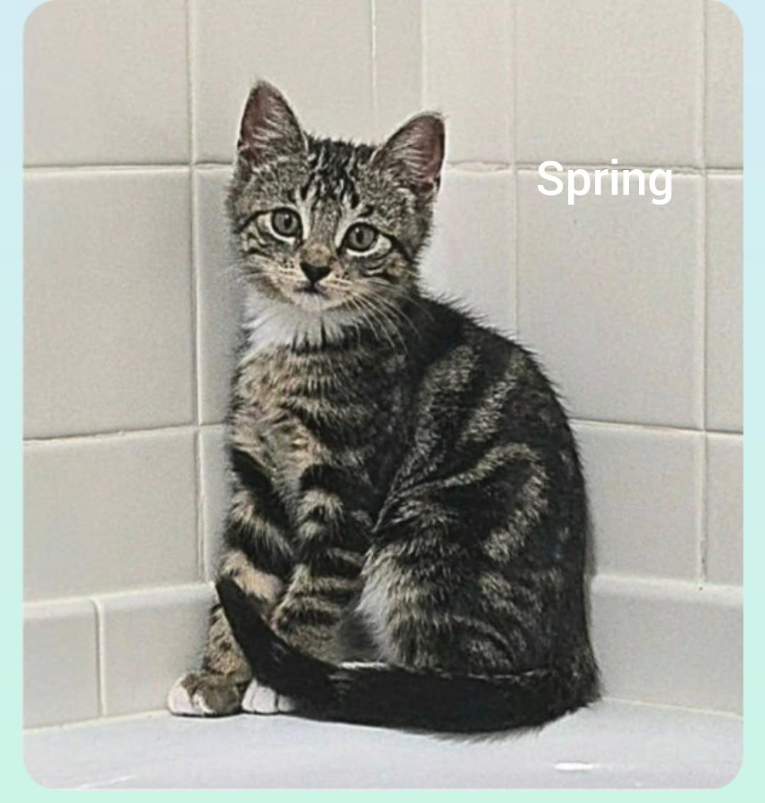 Spring (Orlando Fl), ADOPTABLE, Kitten Female Tabby.