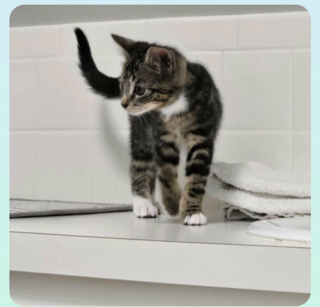 Spring (Orlando Fl), a ADOPTABLE Tabby in Orlando, FL image 2/3