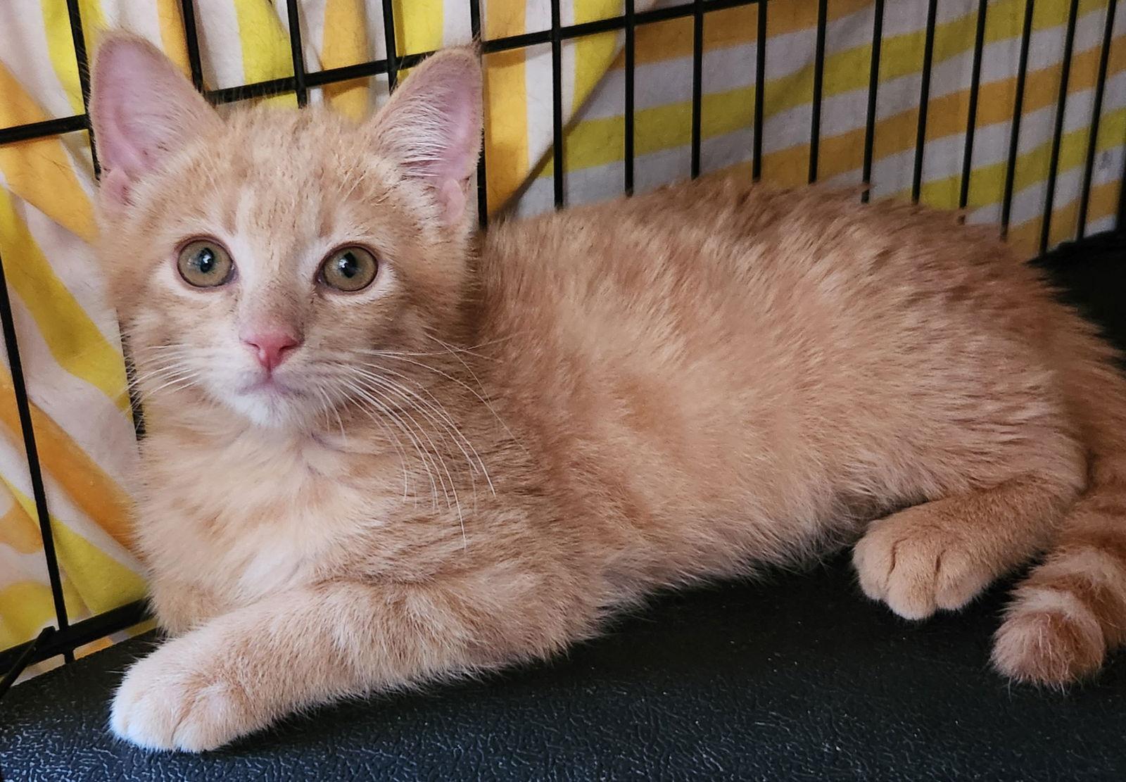 Cody, Adopted, Young Male Domestic Medium Hair & Tabby.