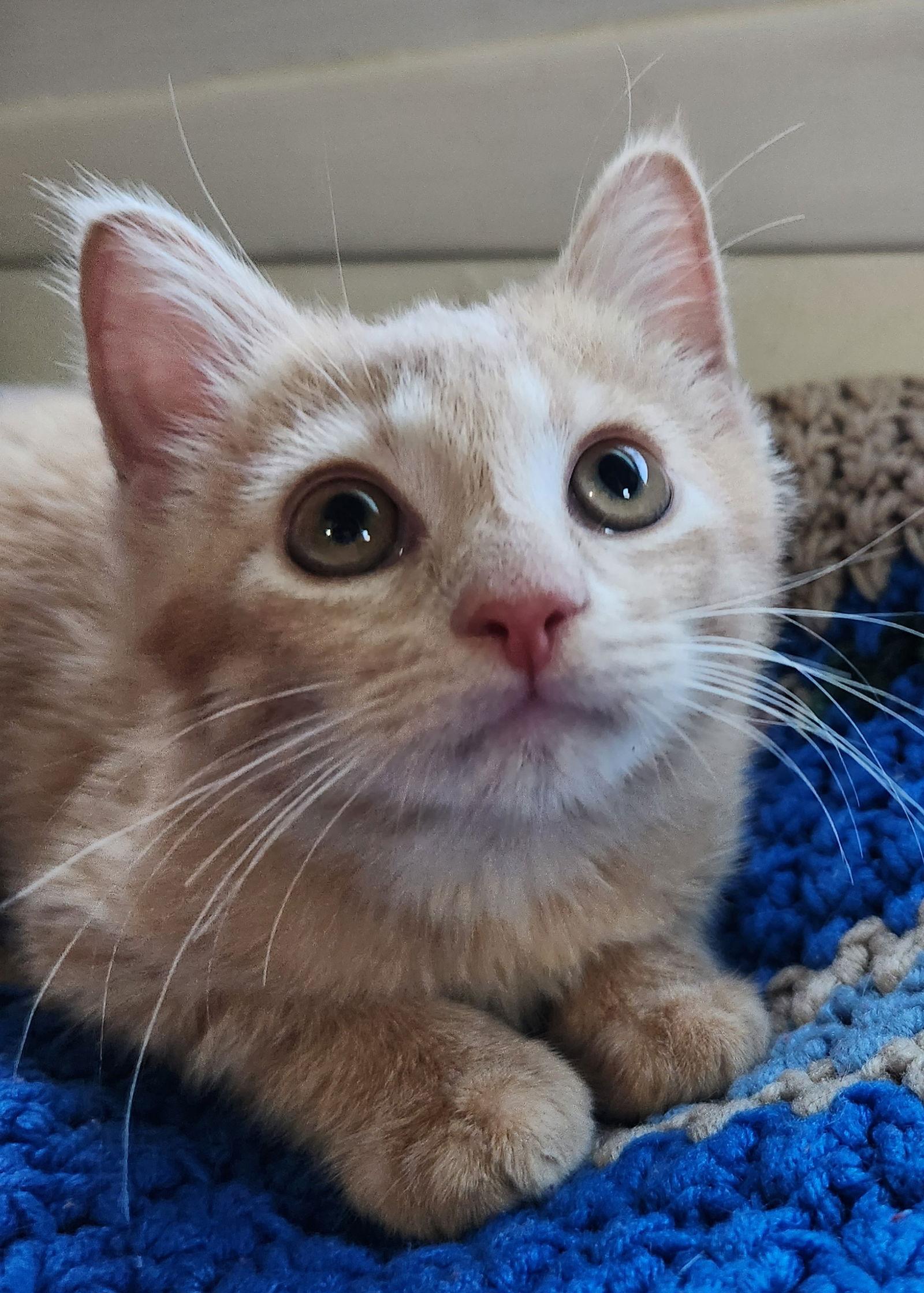 Enlarge Cody, a Adopted mixed breed in Furlong, PA image 2/2