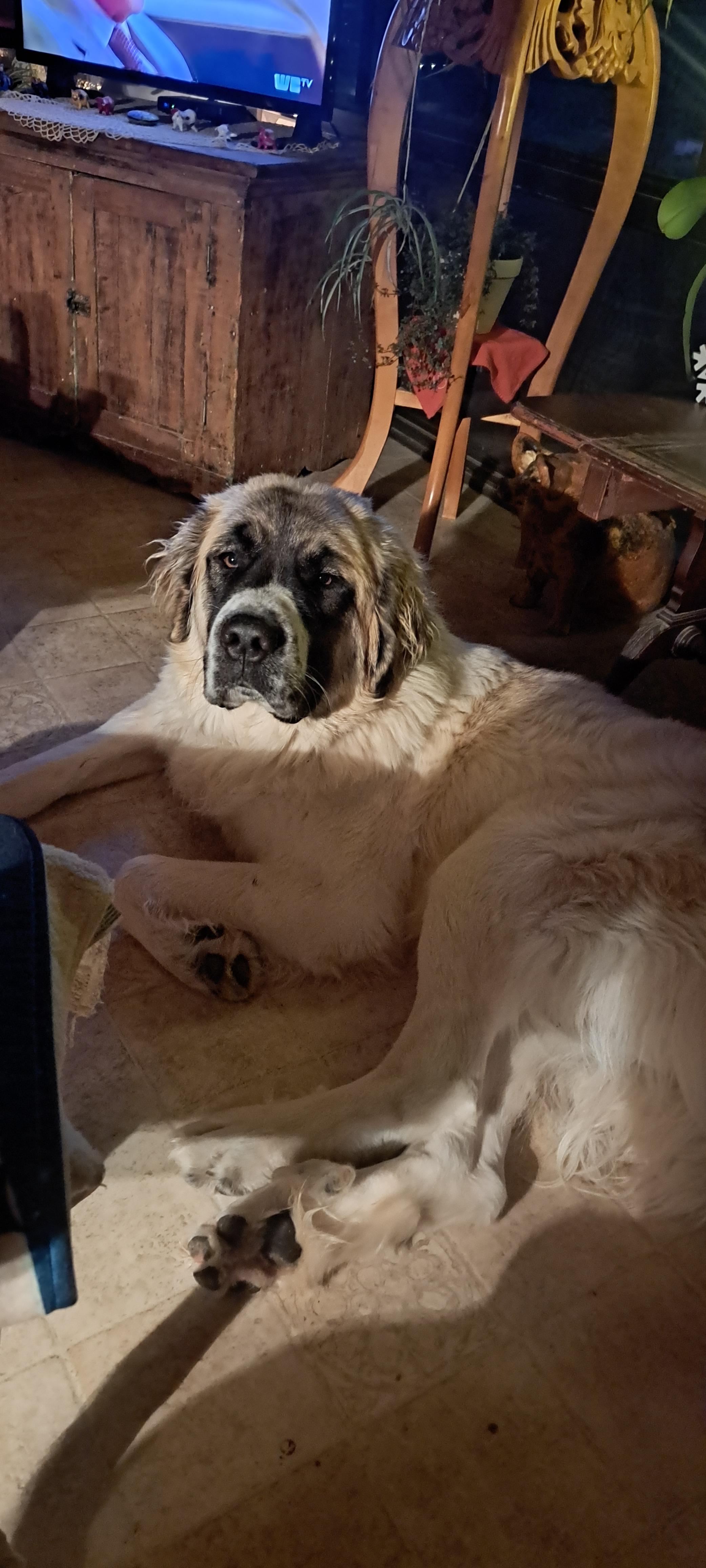 Winnie, ADOPTABLE, Young Female Saint Bernard & Great Pyrenees.