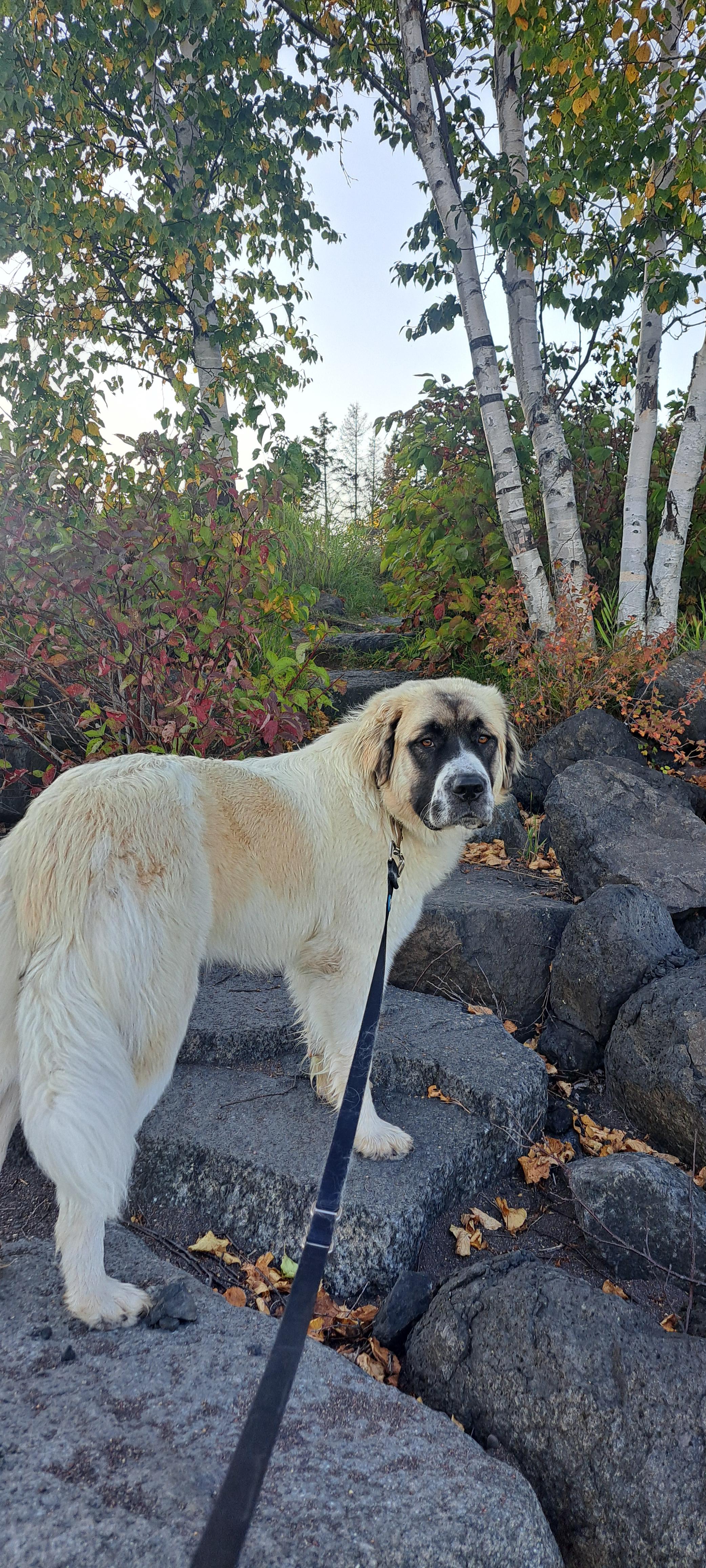 Enlarge Winnie, a ADOPTABLE mixed breed in Caledonia, MN image 3/3