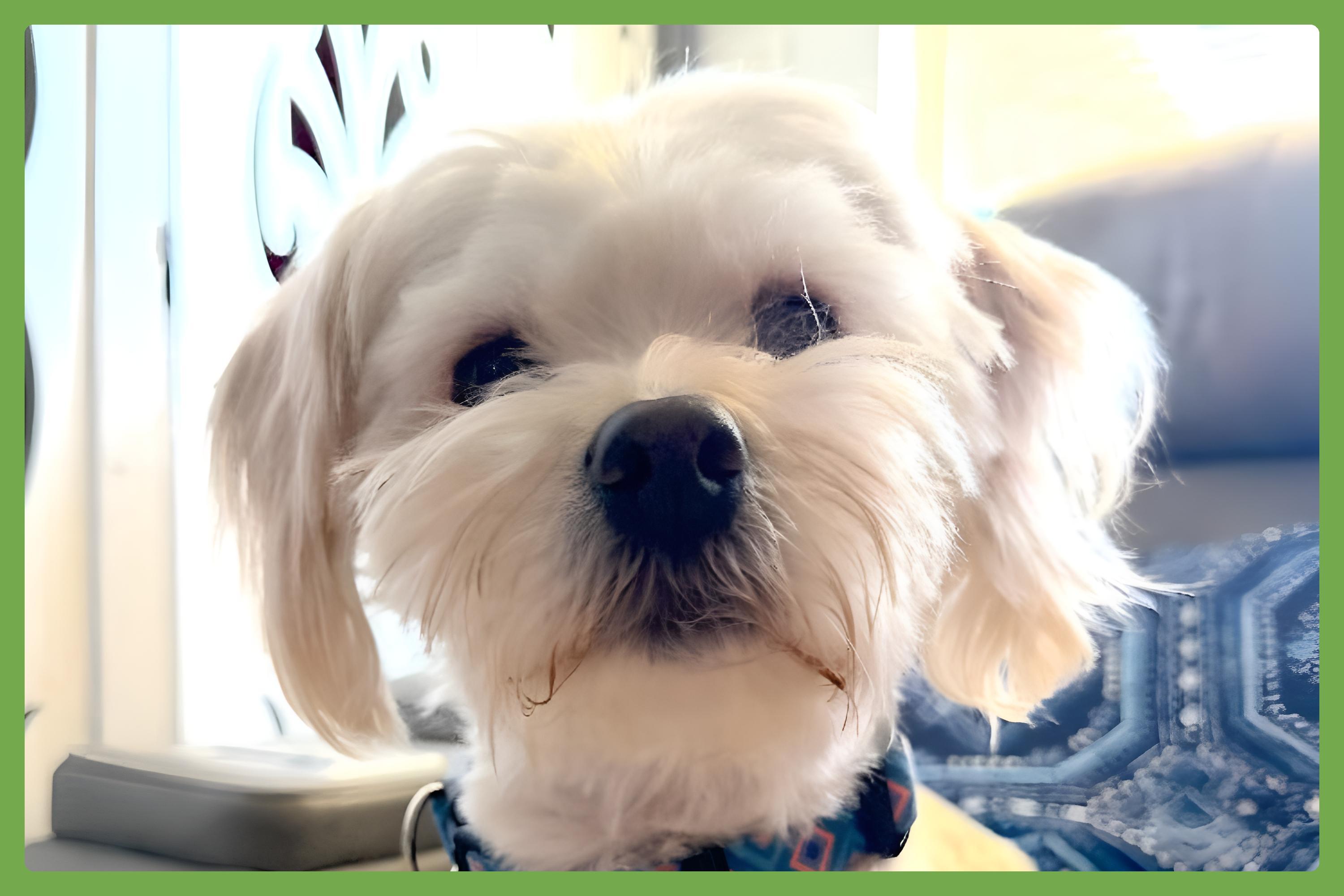 Enlarge Winnie, a Adopted mixed breed in Walnut Creek, CA image 1/6