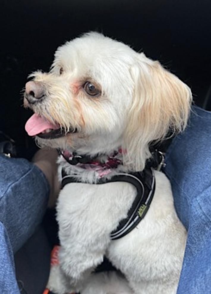 Enlarge Winnie, a Adopted mixed breed in Walnut Creek, CA image 6/6