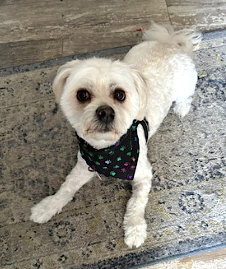 Enlarge Winnie, a Adopted mixed breed in Walnut Creek, CA image 5/6