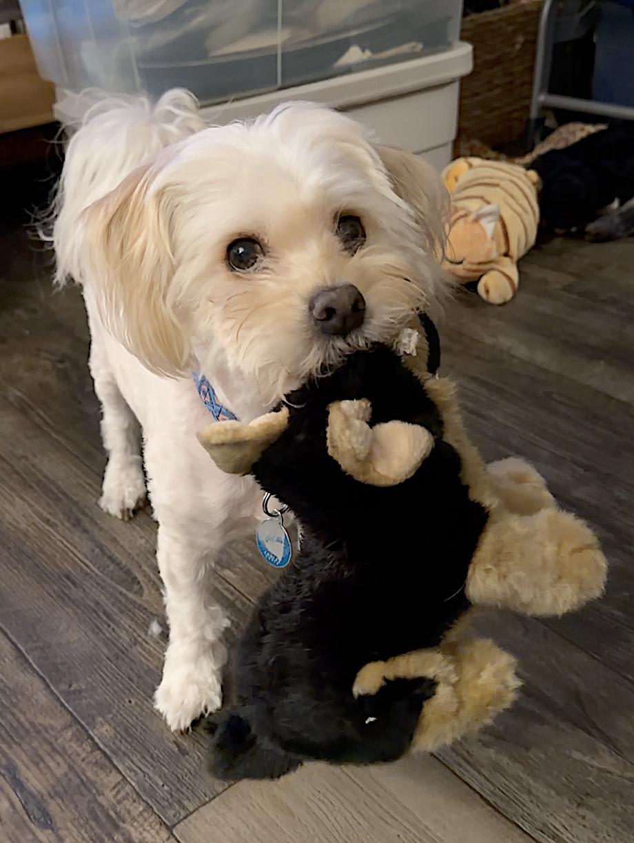 Enlarge Winnie, a Adopted mixed breed in Walnut Creek, CA image 3/6