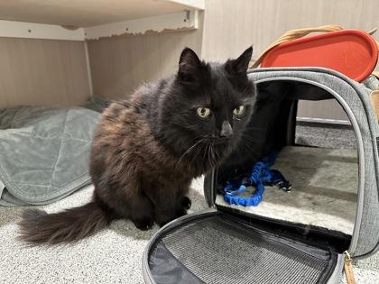 Enlarge Jasmine, a Adoptable mixed breed in Hamilton, MT image 3/3