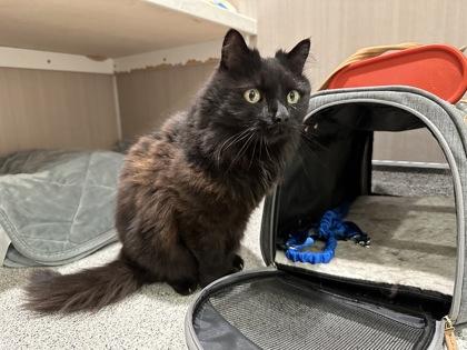 Enlarge Jasmine, a Adoptable mixed breed in Hamilton, MT image 1/3