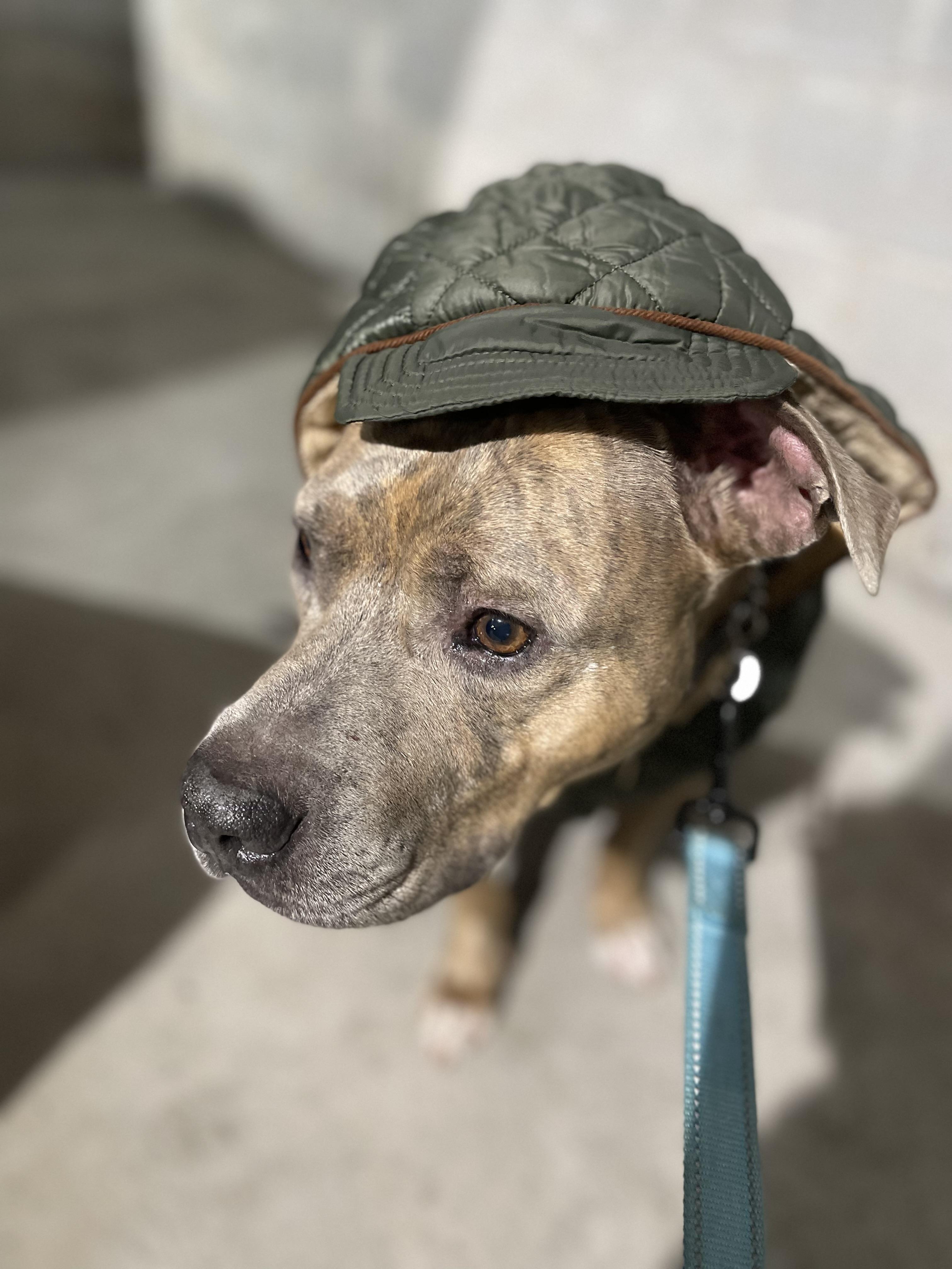 Migo, Adoptable, Adult Male Pit Bull Terrier & American Staffordshire Terrier.
