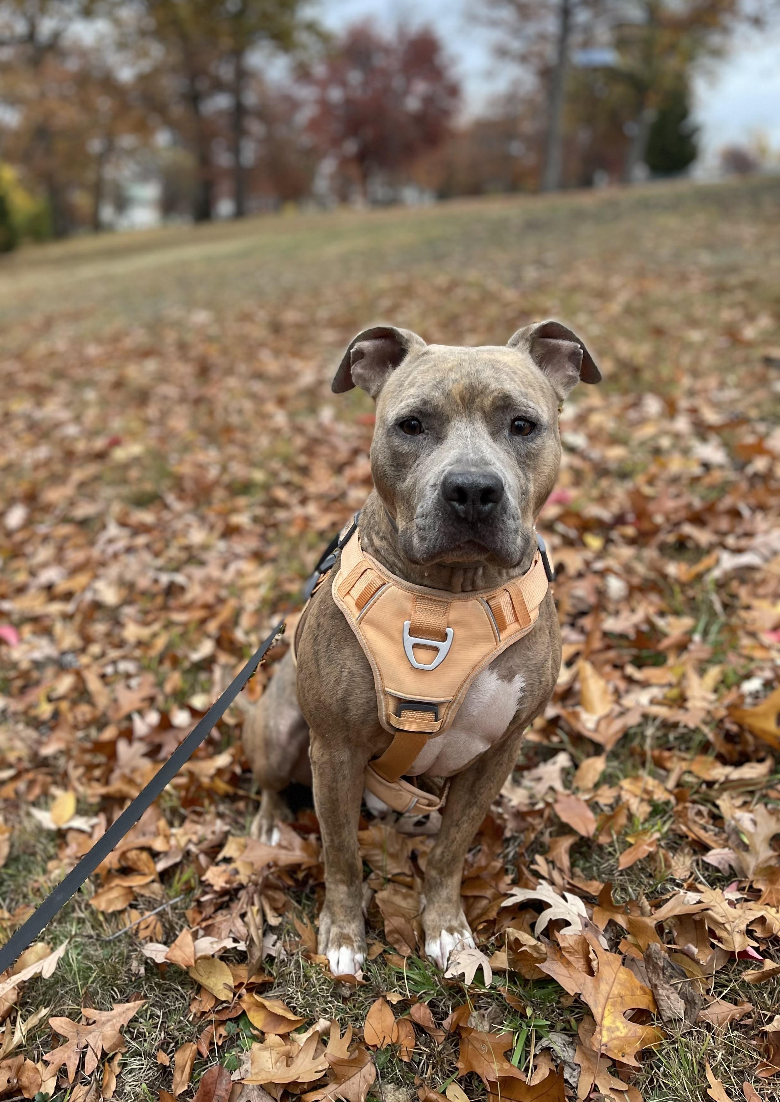 Migo, a Adoptable mixed breed in Palisades Park, NJ image 2/6