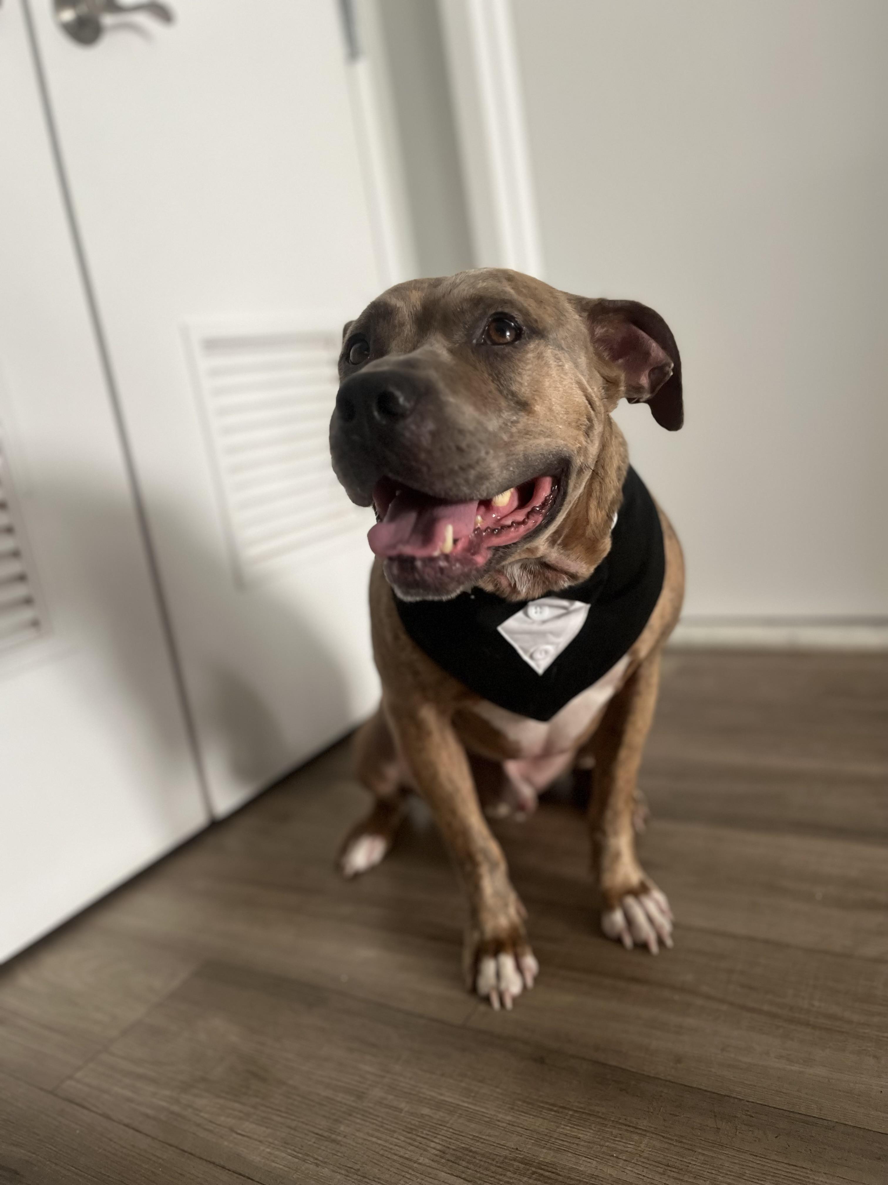 Migo, a Adoptable mixed breed in Palisades Park, NJ image 5/6