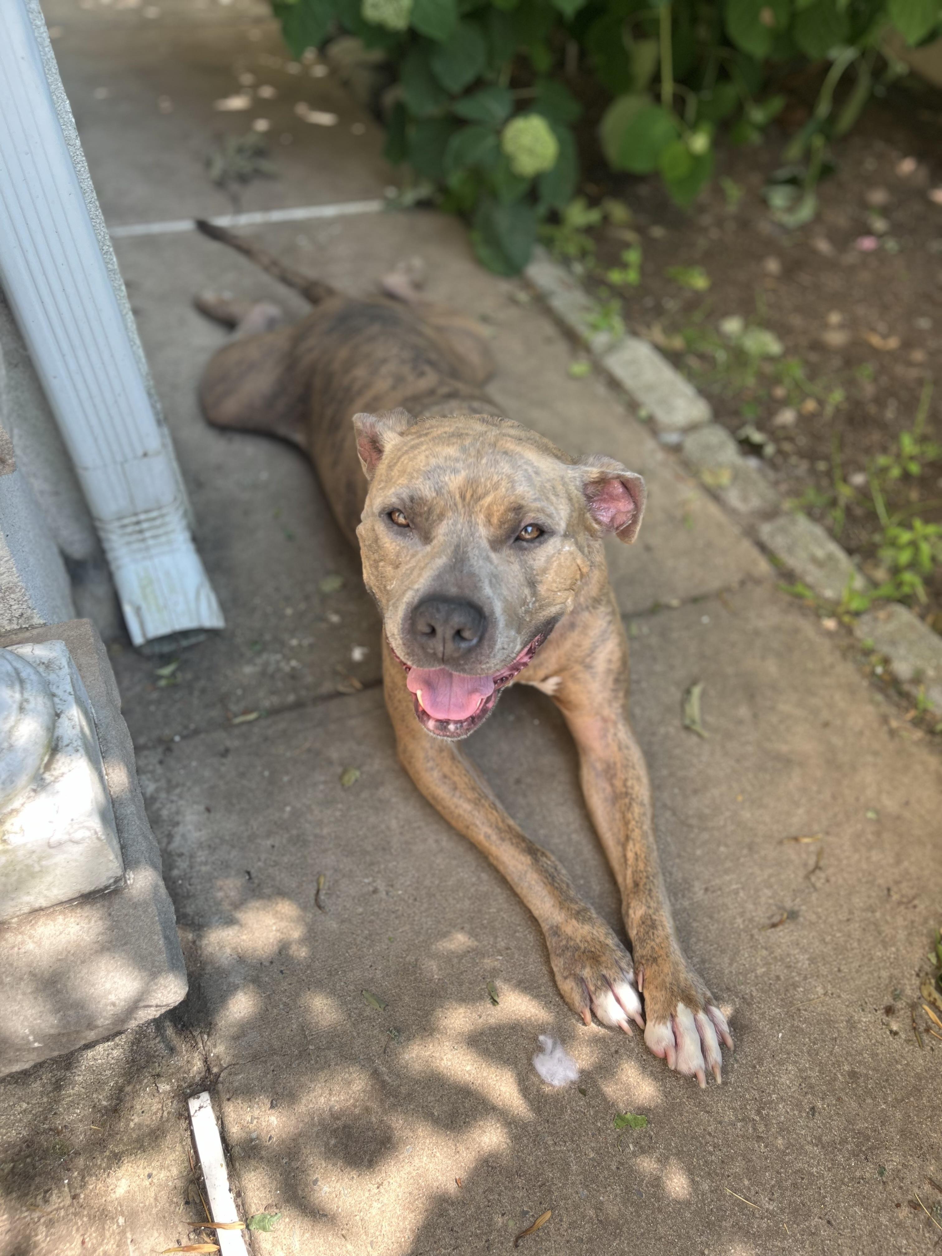 Migo, a Adoptable mixed breed in Palisades Park, NJ image 3/6