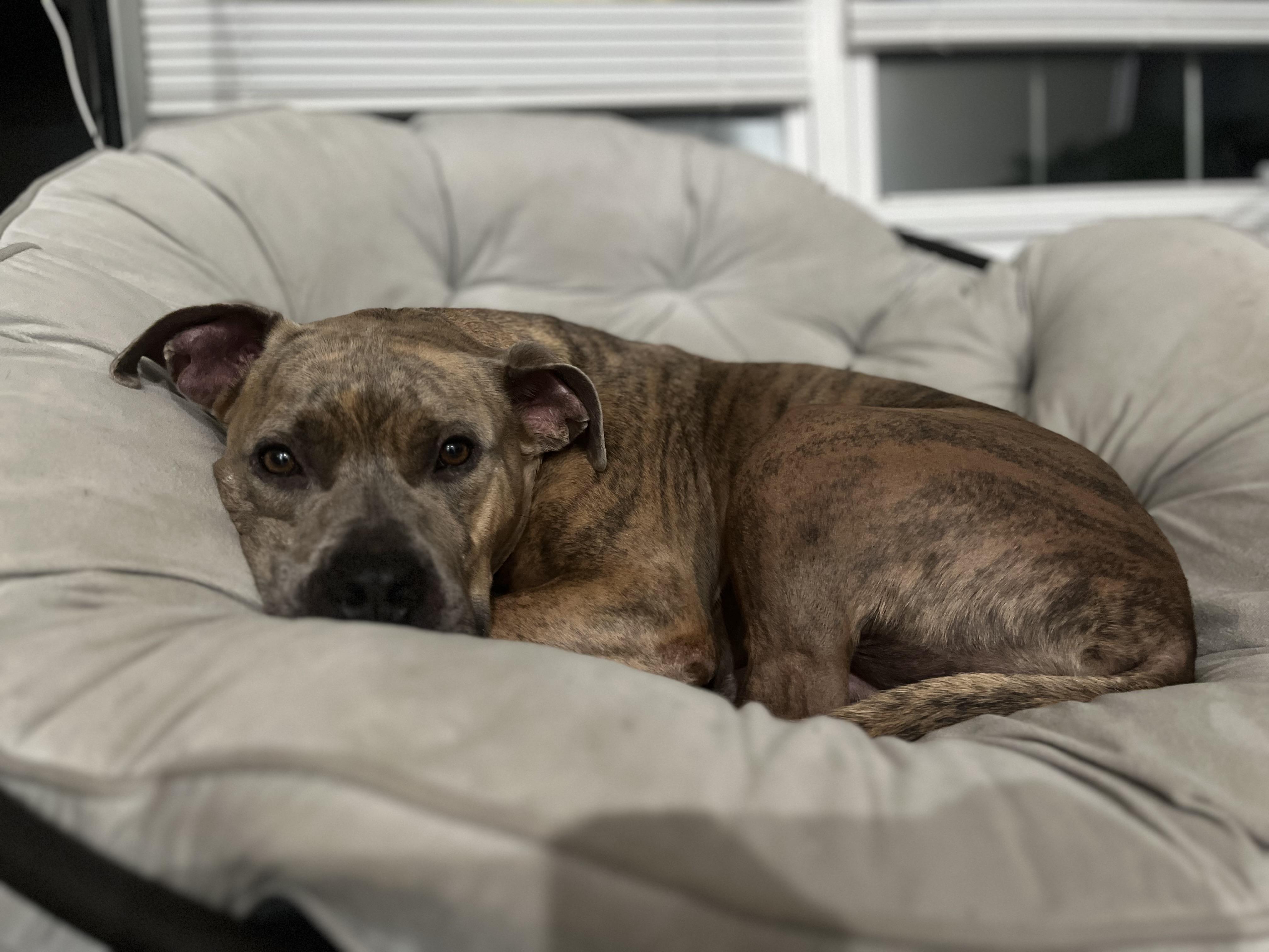 Migo, a Adoptable mixed breed in Palisades Park, NJ image 4/6