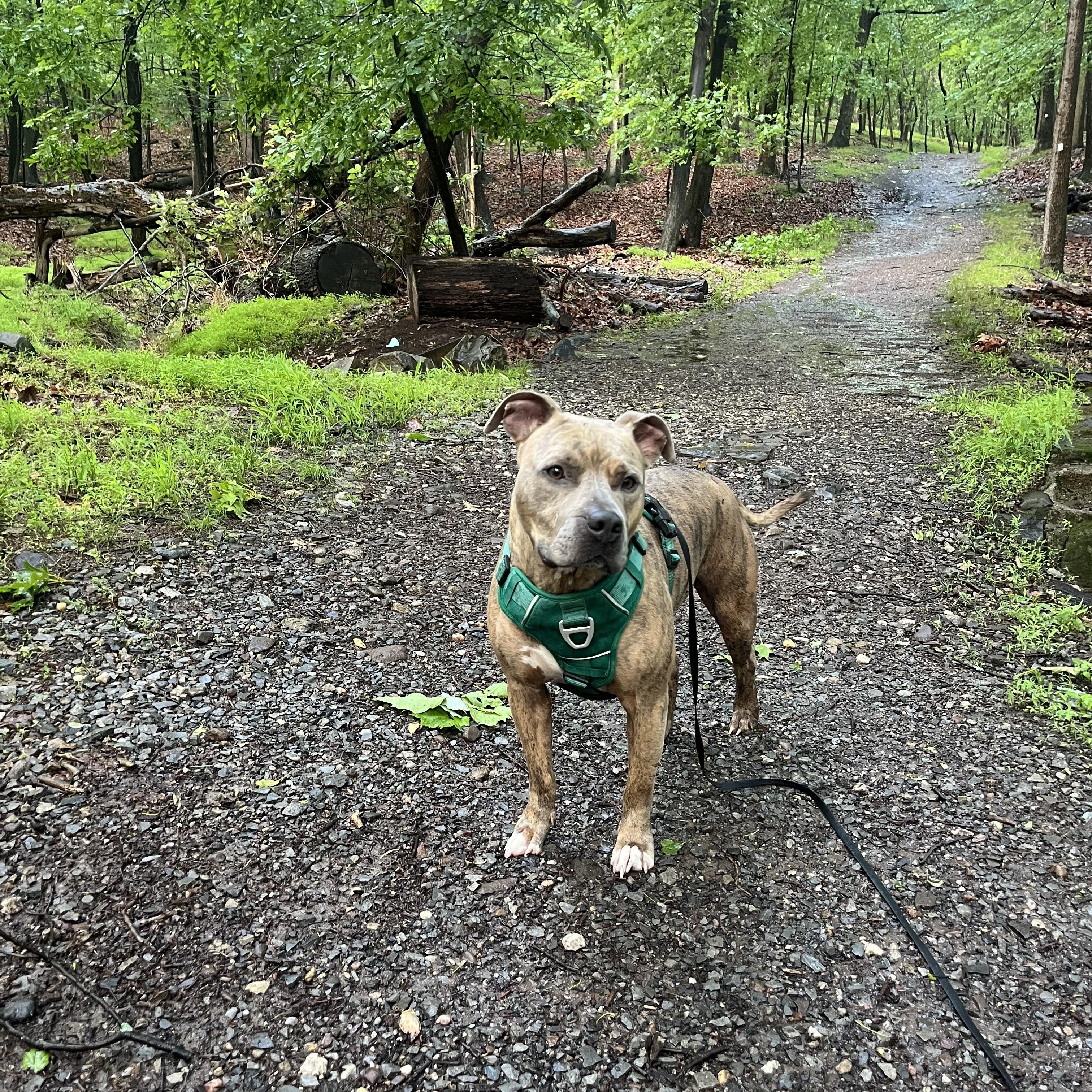 Migo, a Adoptable mixed breed in Palisades Park, NJ image 6/6