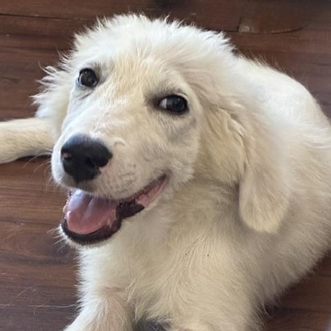 Einstein — A Little Genius Looking for His Forever photo