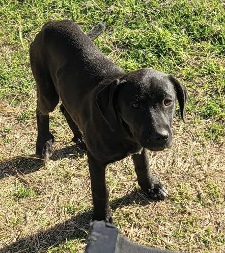 Caufield / Huckleberry, Adopted, Puppy Female Labrador Retriever & Mixed Breed.