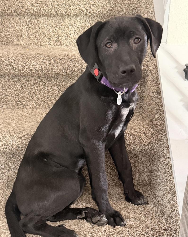 Enlarge Caufield / Huckleberry, a Adopted mixed breed in Broomfield, CO image 2/6