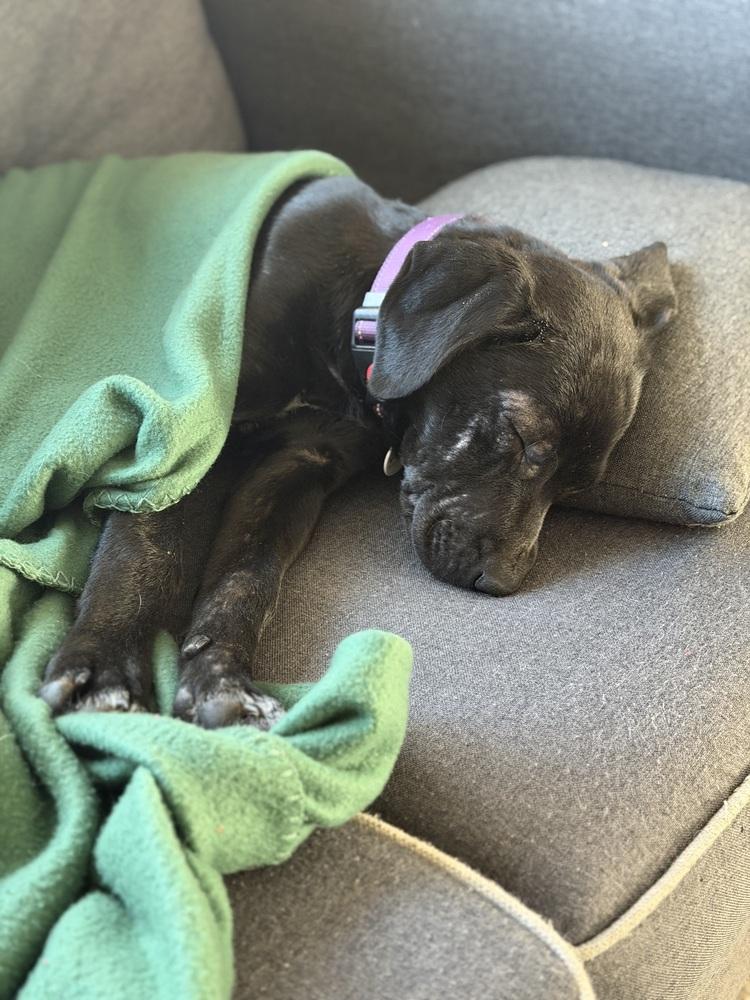 Enlarge Caufield / Huckleberry, a Adopted mixed breed in Broomfield, CO image 3/6