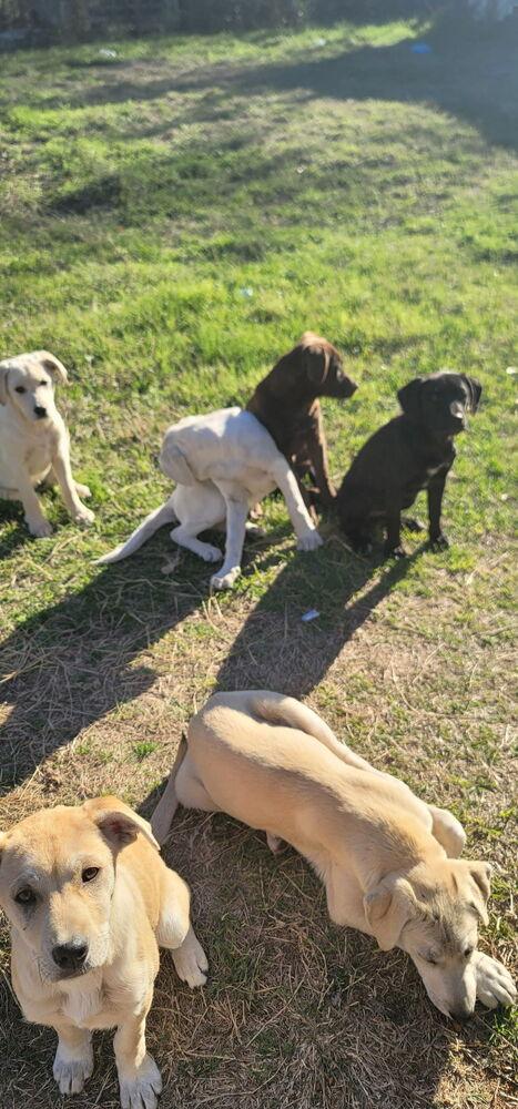 Enlarge Caufield / Huckleberry, a Adopted mixed breed in Broomfield, CO image 4/6