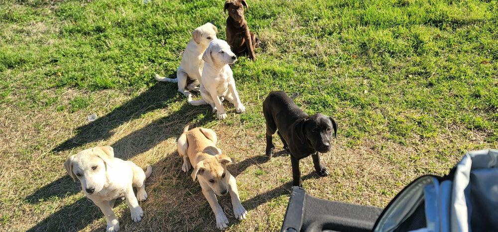 Enlarge Caufield / Huckleberry, a Adopted mixed breed in Broomfield, CO image 5/6